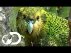 Какапо / The Strangest Parrot in the World | Modern Dinosaurs