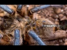 The most beautiful blue-legged tarantula in the wild with her babies - Harpactira pulchripes