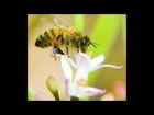 Koolfox - The Wicker Man - Not The Bees Remix