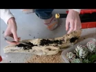 How to make a succulent driftwood planter