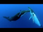 Humpback whale / Горбатый кит / Megaptera novaeangliae