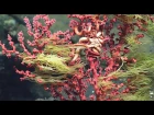 Bubblegum Coral (Paragorgia arborea)