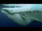 Sardine Feeding Frenzy: Whale, Shark, Dolphin and Sea Lions | The Hunt | BBC Earth