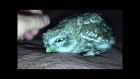 Совы нежные (owl cute )