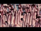 Flamingosis - Flight of The Flamingo