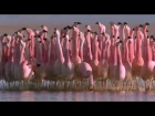 Андский фламинго / Andean flamingo / Phoenicopterus andinus