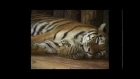 Super Süß - Amazing Cute - Tigerbaby kuschelt mit Mama ; Baby tiger snuggling with Mom