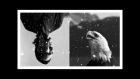 Ю-Питер — Чёрная птица - белые крылья