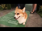 Презентация породы вельш-корги пемброк на World Dog Show 2016