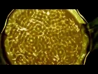 Звук в воде, 60-100 Гц (Киматика) - The sound in water, 60-100 Hz (Сymatics)