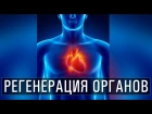 Гаряев Пётр Петрович - Регенерация органов человека