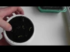 венерина мухоловка дионея Dionaea выращивание дома эксперимент часть 2