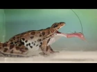 Reversible saliva makes frog tongues sticky