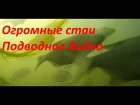 Сколько же здесь РЫБЫ!Огромные СТАИ!Подводное Видео.Лещ, Язь, Жерех, Голавль, Плотва!