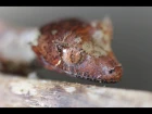 baby uroplatus phantasticus, satanic leaf tail gecko