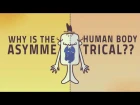 Why are human bodies asymmetrical? - Leo Q. Wan