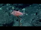 Venus flytrap sea anemone