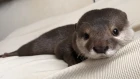 カワウソさくら 起きて起きての催促がやたらうるさい目覚まし Otter of the loud alarm clock