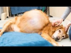 Abandoned Dog With 46-Pound Tumor Gets Life-Saving Surgery