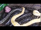 Adrenaline Junkies Have Snake Massage