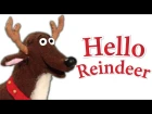 Hello, Reindeer | Children's Christmas Song