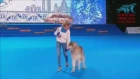 FCI Dog dance World Championship 2016 –Heelwork to music final - Ilina Polina and Indi (Russia)