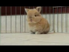 Baby Bunny - Parry Gripp
