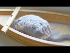 Chinchilla Takes a Dust Bath - Slow Motion 120FPS!