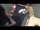 Reunion of Momma and Puppies at the Marin Humane Society