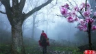Riding a Horse to Find Magnolia Liliflora Blossoms for You 遛马寻花，摘下开得正盛的辛夷给喜欢的你们|Liziqi Channel