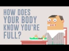 How does your body know you're full? - Hilary Coller