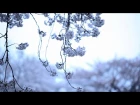 KASHIWA Daisuke - april.#19 (MUSIC VIDEO) "from Re:"