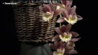 Орхидея Fredclarkeara Jumbo Susan