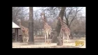 Potoka Giraffe Runs at Brookfield Zoo