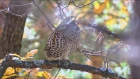 Охота на рябчика с манком - Hunting in Russia Hazel Grouse - Järpjakt 2018