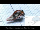 Wing-folding motion of a ladybird beetle