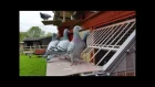 Racing Pigeons, young birds 2015