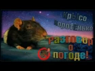 (О) Поговорили с крысой о погоде, или мудрый Патч. (Fancy Rats | Декоративные Крысы)