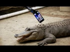What Happens If an Alligator Bites an iPhone 7?
