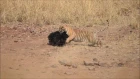 Vídeo flagra luta feroz entre urso e tigre na Índia