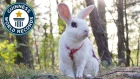 Taawi: Adorable bunny sets trick record - Meet The Record Breakers