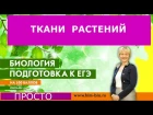 Ткани растений. Ксилема и флоэма и многое другое.Подготовка к ЕГЭ и ОГЭ по биологии