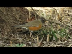 Brown-headed Thrush / Золотистый дрозд / Turdus chrysolaus