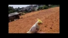 Cockatiel VS Eagle ( Free Fly Skil)