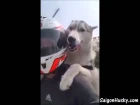 Siberian Husky Dog Riding a Motorcycle - ROAD TRIP!