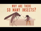 Why are there so many insects? - Murry Gans