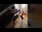 Buddy Mercury Sings! Funny and cute beagle who plays piano!