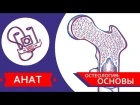 MED || Анат/Остеология №1 || Основы