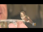 Man Goes The Distance For Tiny Hummingbird His Dog Helped Rescue