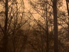 Nebelkorona - Des Nachts in tristen Nebeln
